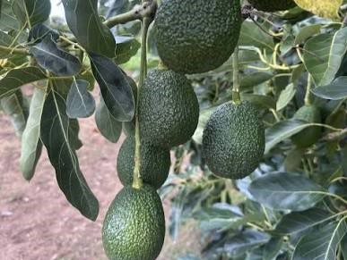 Avokado Seraları