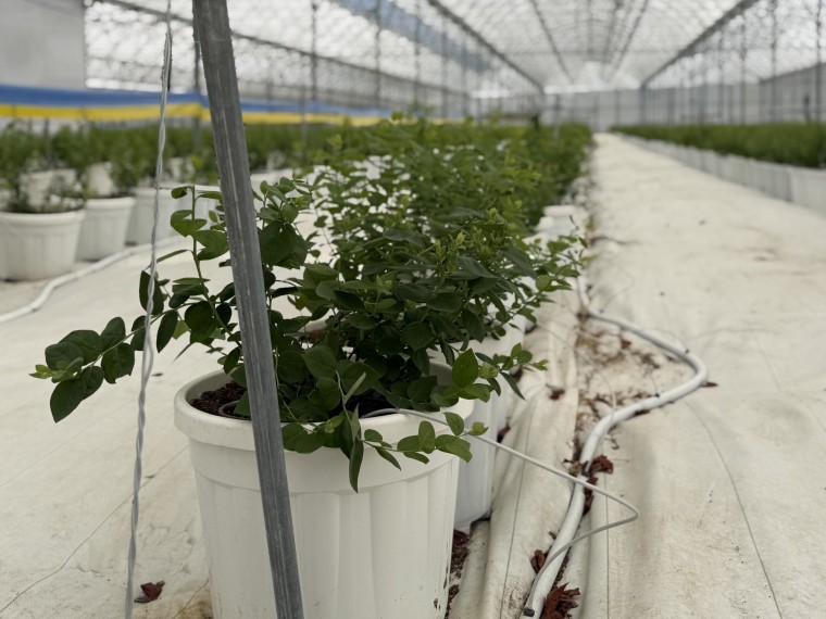 Blueberry Seraları