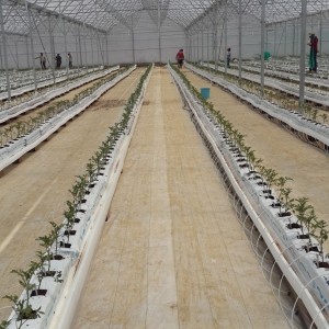 Modern Sera Sistemleri: Anahtar Teslim Sera Sistemleri