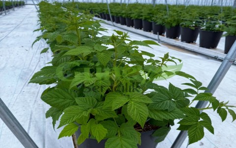 Böğürtlen Seralari