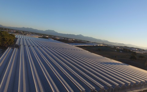 Tohum Islah Seraları