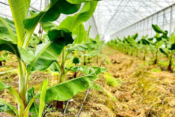 Modern Sera Sistemleri: Anahtar Teslim Sera Sistemleri