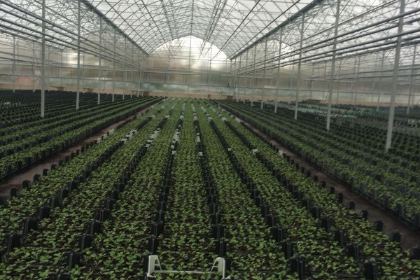 Modern Sera Sistemleri: Anahtar Teslim Sera Sistemleri