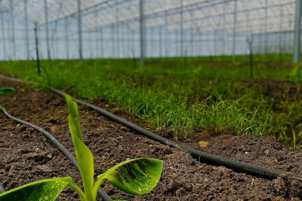 Modern Sera Sistemleri: Anahtar Teslim Sera Sistemleri