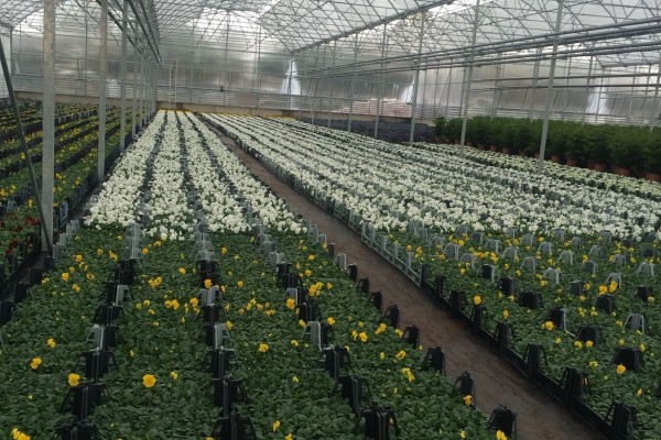 Modern Sera Sistemleri: Anahtar Teslim Sera Sistemleri