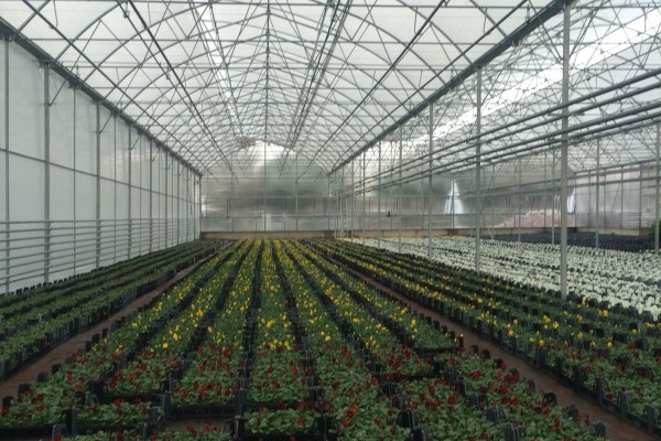 Modern Sera Sistemleri: Anahtar Teslim Sera Sistemleri