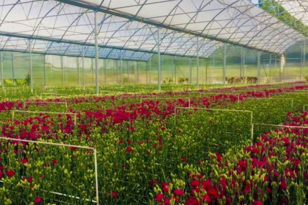 Modern Sera Sistemleri: Anahtar Teslim Sera Sistemleri