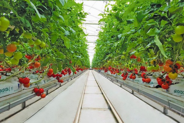 Modern Sera Sistemleri: Anahtar Teslim Sera Sistemleri