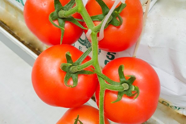 Modern Sera Sistemleri: Anahtar Teslim Sera Sistemleri