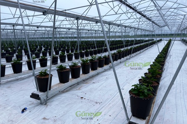 Modern Sera Sistemleri: Anahtar Teslim Sera Sistemleri