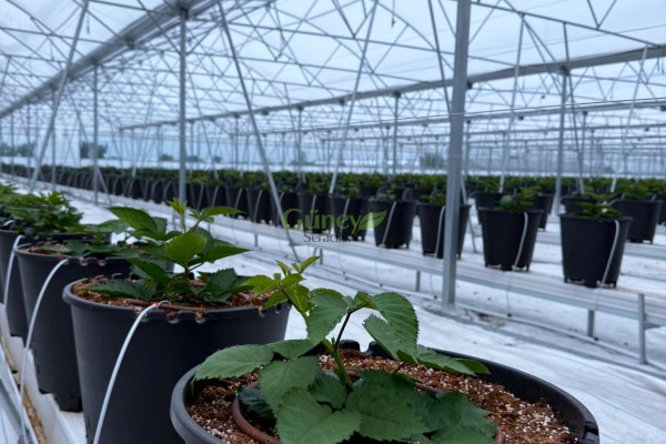 Modern Sera Sistemleri: Anahtar Teslim Sera Sistemleri