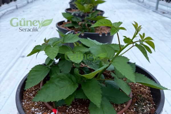 Modern Sera Sistemleri: Anahtar Teslim Sera Sistemleri