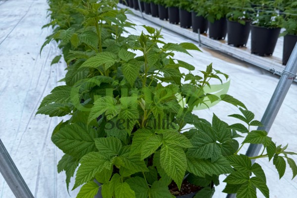 Modern Sera Sistemleri: Anahtar Teslim Sera Sistemleri