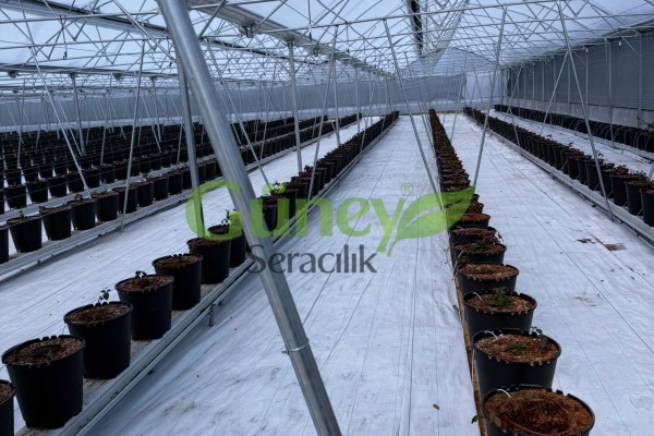 Modern Sera Sistemleri: Anahtar Teslim Sera Sistemleri