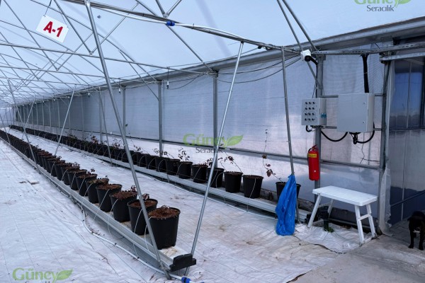 Modern Sera Sistemleri: Anahtar Teslim Sera Sistemleri