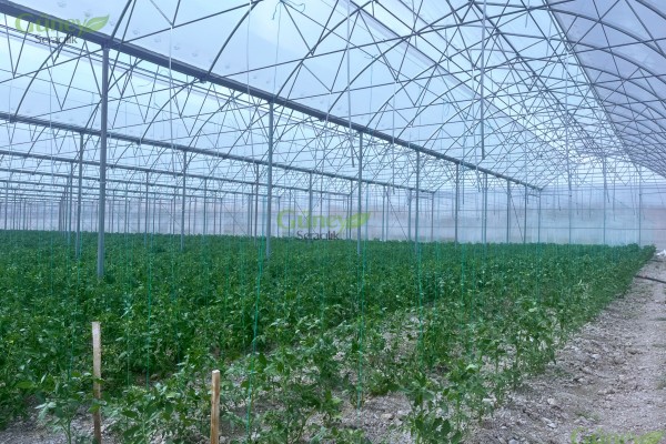 Modern Sera Sistemleri: Anahtar Teslim Sera Sistemleri