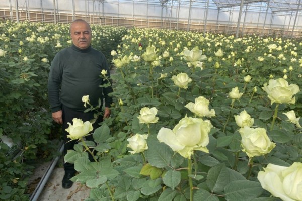 Modern Sera Sistemleri: Anahtar Teslim Sera Sistemleri