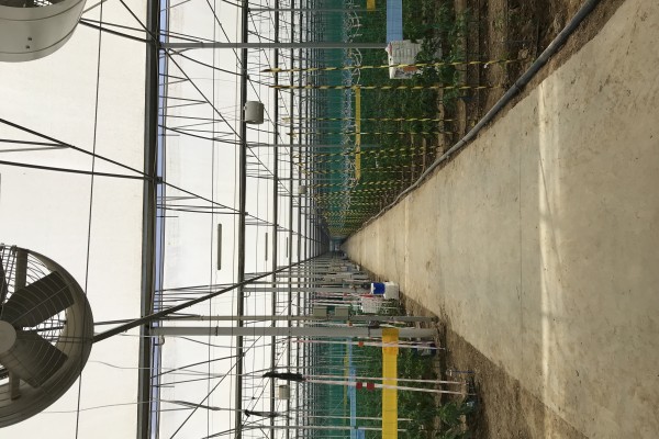 Modern Sera Sistemleri: Anahtar Teslim Sera Sistemleri