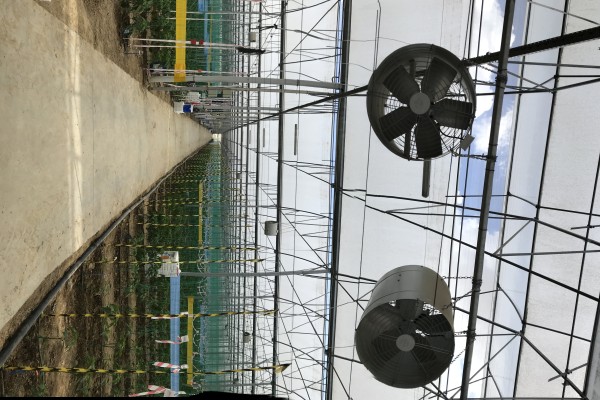 Modern Sera Sistemleri: Anahtar Teslim Sera Sistemleri