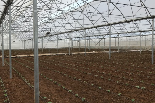 Modern Sera Sistemleri: Anahtar Teslim Sera Sistemleri