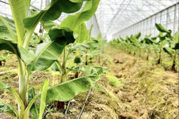 Modern Sera Sistemleri: Anahtar Teslim Sera Sistemleri