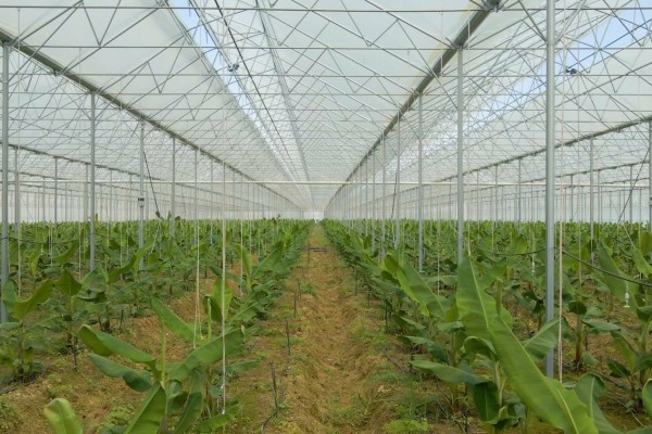 Modern Sera Sistemleri: Anahtar Teslim Sera Sistemleri