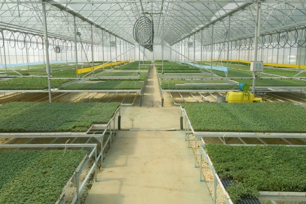 Modern Sera Sistemleri: Anahtar Teslim Sera Sistemleri