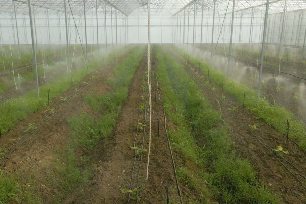 Modern Sera Sistemleri: Anahtar Teslim Sera Sistemleri