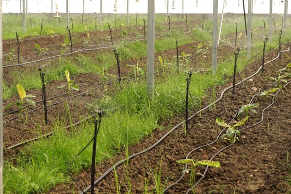 Modern Sera Sistemleri: Anahtar Teslim Sera Sistemleri