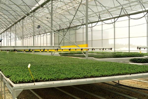 Modern Sera Sistemleri: Anahtar Teslim Sera Sistemleri