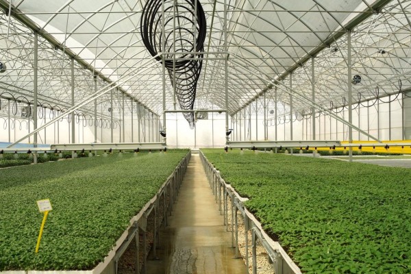 Modern Sera Sistemleri: Anahtar Teslim Sera Sistemleri