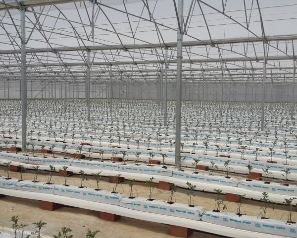 Modern Sera Sistemleri: Anahtar Teslim Sera Sistemleri