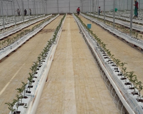 Modern Sera Sistemleri: Anahtar Teslim Sera Sistemleri