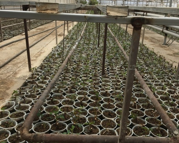 Modern Sera Sistemleri: Anahtar Teslim Sera Sistemleri