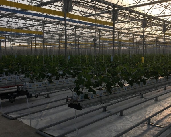 Modern Sera Sistemleri: Anahtar Teslim Sera Sistemleri